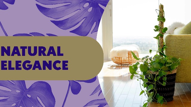 Amazon.com : SuperMoss 22236 Sphagnum Moss Pole Long Lasting